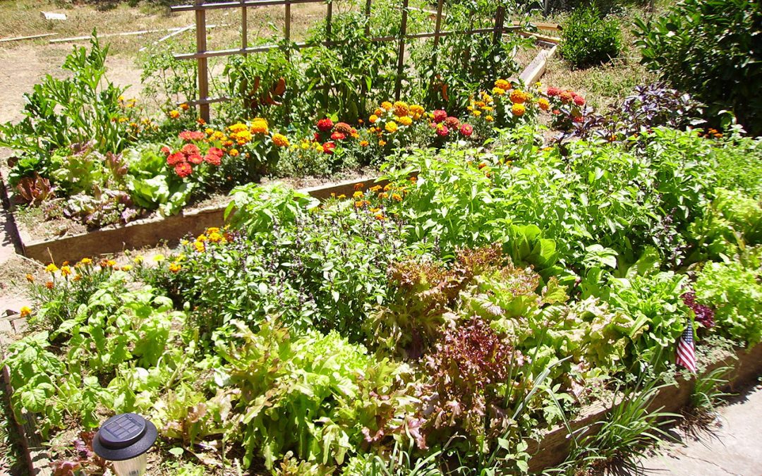 4 Tips to Help Your Garden Survive Summer