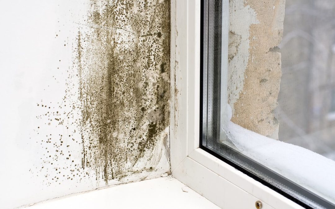 signs of mold growth
